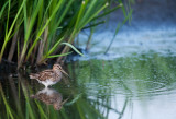 700_3339F watersnip (Gallinago gallinago, Common Snipe).jpg