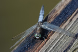 DSC_7984F gewone oeverlibel (Orthetrum cancellatum, Black-tailed Skimmer).jpg