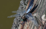 DSC_8023F gewone oeverlibel (Orthetrum cancellatum, Black-tailed Skimmer).jpg