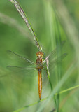 D40_1001F gewone oeverlibel (Orthetrum cancellatum, Black-tailed Skimmer).jpg