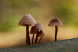 700_3485F grote bloedsteelmycena (Mycena haematopus).jpg