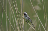 DSC_7684F witte kwikstaart (Motacilla alba, White Wagtail).jpg