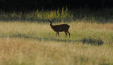 DSC_8122F ree (Capreolus capreolus, Roe).jpg