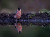 D4_1492F goudvink (Pyrrhula pyrrhula, Eurasian Bullfinch).jpg