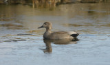 DSC09266F krakeend (Anas strepera, Gadwall).jpg