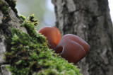 DSC_4299 echt judasoor (Auricularia auricula-judae, Jew's ear).jpg