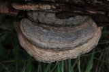 DSC_4363.jpg