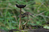 DSC_4369 kale inktzwam (Coprinus atramentarius).jpg