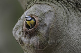 DSC_9100F pimpelmees (Parus caeruleus, Blue Tit).jpg