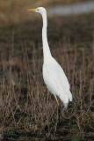 DSC09274F grote zilverreiger (Casmerodius albus, Great Egret).jpg