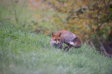 D4_2045F vos (Vulpes vulpes, Red Fox).jpg