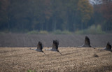 D4_2213F kraanvogel (Grus grus, Common crane).jpg