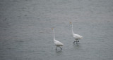 D4_2718F grote zilverreiger (Casmerodius albus, Great Egret).jpg