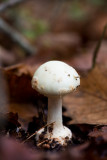 D4_3010F paddestoel.jpg