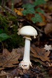 D4_3579F paddestoel.jpg