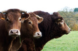 D4_3727F Limousin koeien.jpg