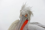 700_5828F kroeskoppelikaan (Pelecanus crispus, Dalmatian Pelican).jpg