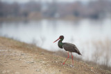 Griekenland/Greece Lake Kerkini