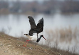 D4_6970F zwarte ooievaar (Ciconia nigra, Black Stork).jpg