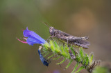 D4_6824F bramensprinkhaan (Pholidoptera griseoaptera).jpg