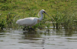 DSC_7779F lepelaar (Platalea leucorodia, Spoonbill).jpg
