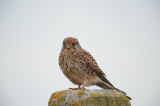 700_4407F torenvalk (Falco tinnunculus, Common Kestrel).jpg
