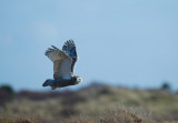 Vlieland (NL.)