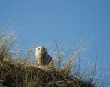 D4_1375F sneeuwuil (Bubo scandiacus, Snowy owl).jpg