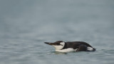 D4_5257F zeekoet (Uria aalge, Common Murre).jpg