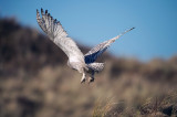 D4_0956F sneeuwuil (Bubo scandiacus, Snowy owl).jpg