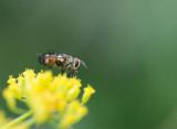 D4_3394F insect.jpg