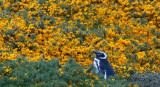 300_6037F magelhaen pinguin (Spheniscus magellanicus, Magellanic Penguin).jpg