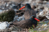 300_6407F zwarte scholekster (Haematopus ater, Blackish Oystercatcher).jpg