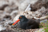 300_6484F zwarte scholekster (Haematopus ater, Blackish Oystercatcher).jpg