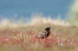 300_6755F grote weidespreeuw (Sturnella loyca falklandica, Long-tailed Meadowlark).jpg