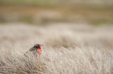 700_7677F grote weidespreeuw (Sturnella loyca falklandica, Long-tailed Meadowlark).jpg