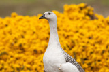 300_6712F magelhaengans (Chloephaga picta leucoptera, Upland Goose, male).jpg