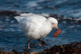 300_9831F zuidpoolkip (Chionis albus, Pale-faced Sheathbill).jpg