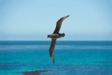 700_9268F zuidelijke reuzenstormvogel (Macronectes giganteus, Southern Giant Petrel).jpg