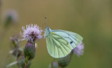 D4_3436F klein geaderd witje (Pieris napi, Green-veined White).jpg