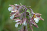 D4_3261F moeraswespenorchis (Epipactis palustris, Marsh helleborine).jpg