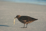 700_8766F subantarctische grote jager (Catharacta antarctica, Falkland Skua).jpg