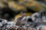 300_6353F Cobbs winterkoning (Troglodytes cobbi, Cobb's Wren).jpg