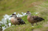 700_5701F Andeseend (Lophonetta speculariodes specularioides, Crested Duck).jpg