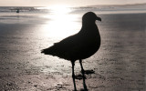 300_0083F subantarctische grote jager (Catharacta antarctica, Falkland Skua).jpg