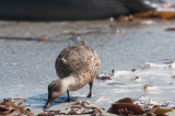 300_8899F Andeseend (Lophonetta speculariodes specularioides, Crested Duck).jpg