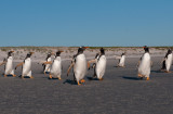 300_0155F ezelspinguin (Pygoscelis papua, Gentoo Penguin).jpg