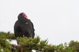300_7367 roodkopgier (Cathartes aura jota, Turkey Vulture).jpg