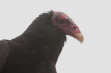 300_7394F roodkopgier (Cathartes aura jota, Turkey Vulture).jpg