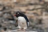 300_8086F rotspinguïn (Eudyptes crestatus, Rockhopper Penguin).jpg